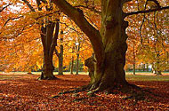 Thetford Forest