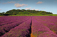 Heacham Lavender